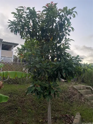 HEALTHY AVOCADO TREE