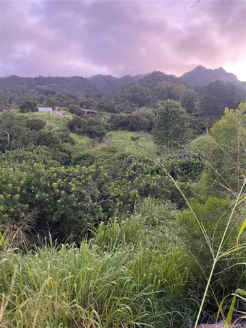 A VIEW OF HONOULIULI FOREST RESERVE
