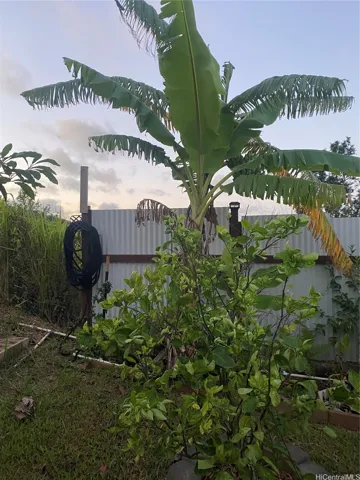 HEALTHY BANANA AND LEMON TREE