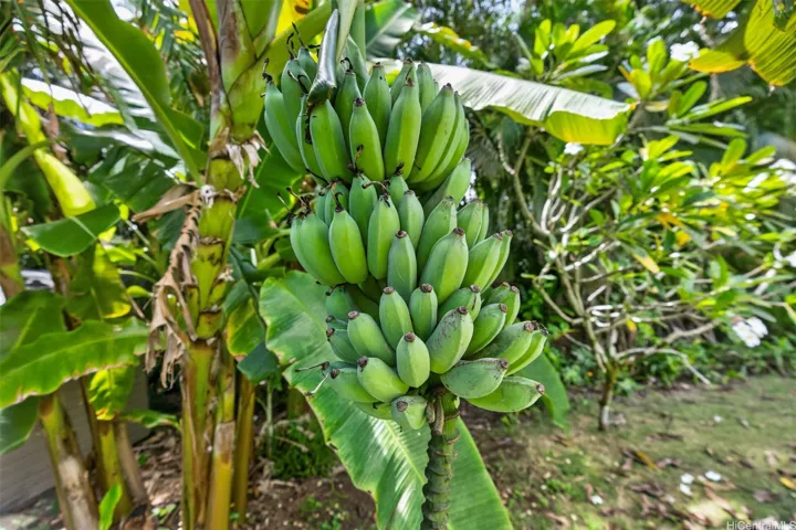 Blue java "ice cream" bananas