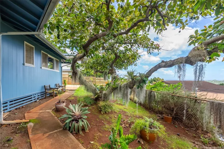 Peaceful Garden with bountiful Avocado tree