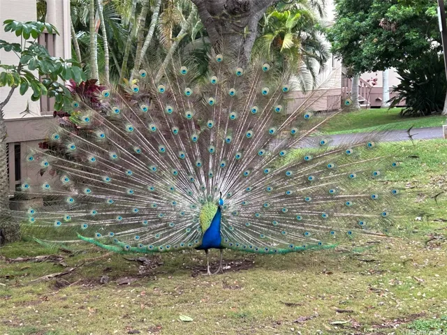 Beautiful peacocks on property.