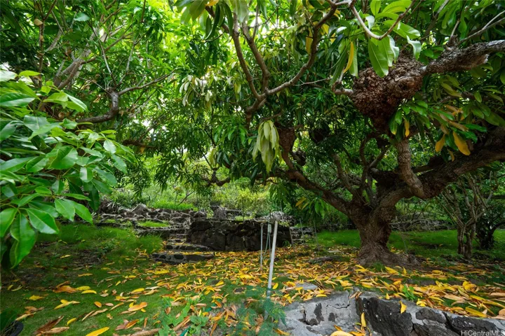 Grove of Fruit Trees