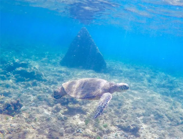 Pyramids surf break in winter and snorkeling in Summer
