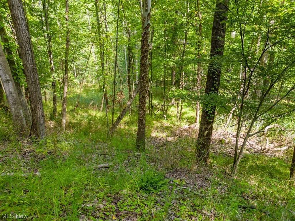 Welcome to 10585 Whitewood Road in Brecksville, OH 44141. 2.01 acre lot. View of nature