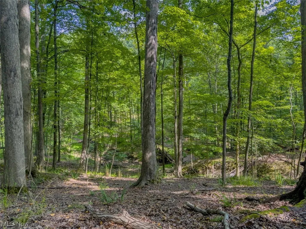 Welcome to 10585 Whitewood Road in Brecksville, OH 44141. 2.01 acre lot. View of mother earth's splendor