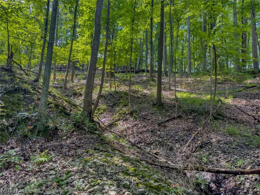 Welcome to 10585 Whitewood Road in Brecksville, OH 44141. 2.01 acre lot. View of mother earth's splendor