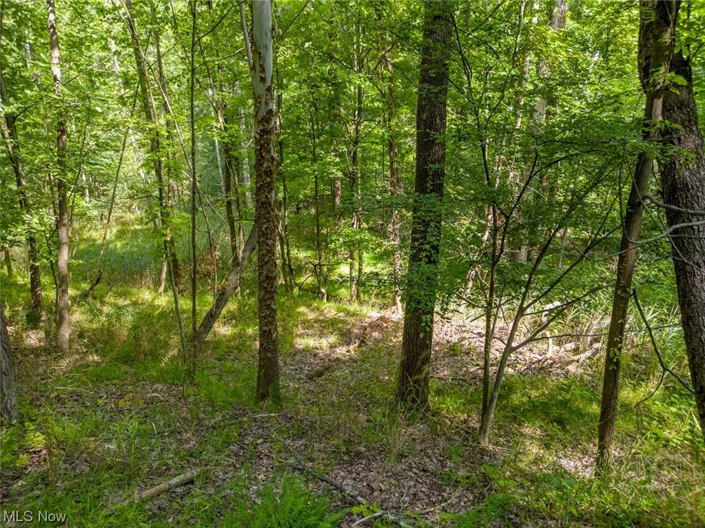Welcome to 10585 Whitewood Road in Brecksville, OH 44141. 2.01 acre lot. View of nature