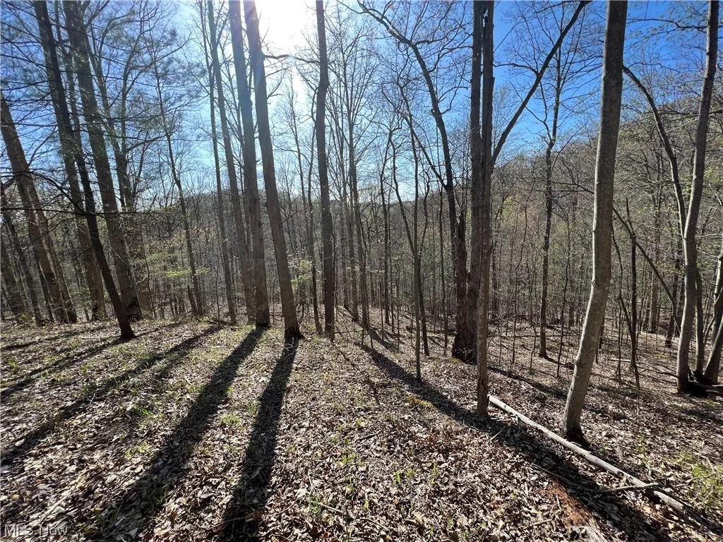 View of local wilderness