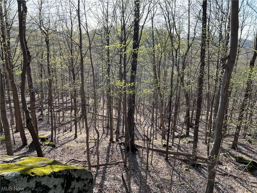 View of local wilderness