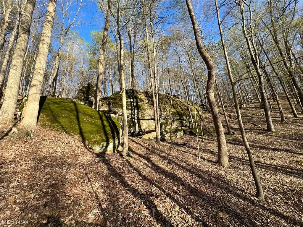 View of local wilderness