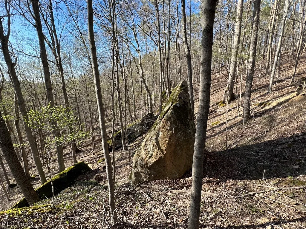 View of local wilderness
