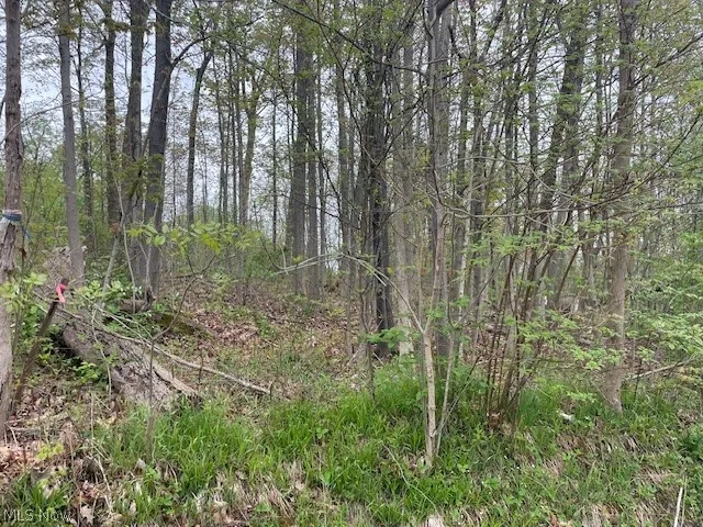 Boundary survey has been done since photos taken.  It is staked. The parcels go approximately to the edge of the tree line of the neighboring northern property.  And then all the way back to Laural Dr.