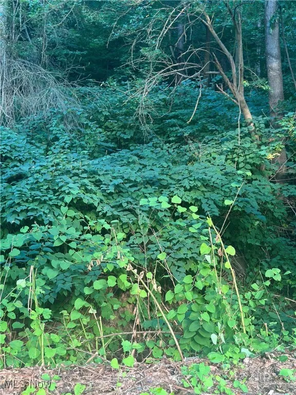 View of local wilderness