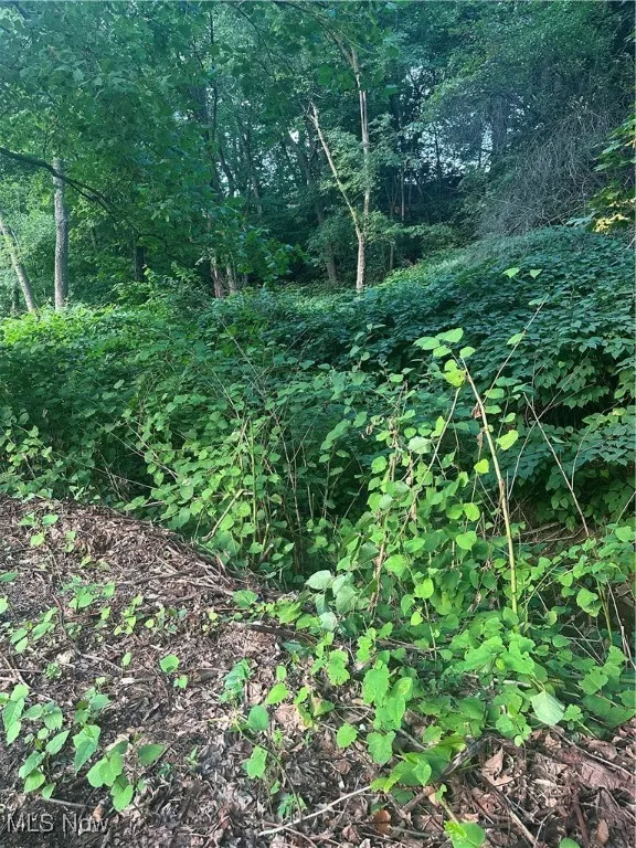 View of local wilderness
