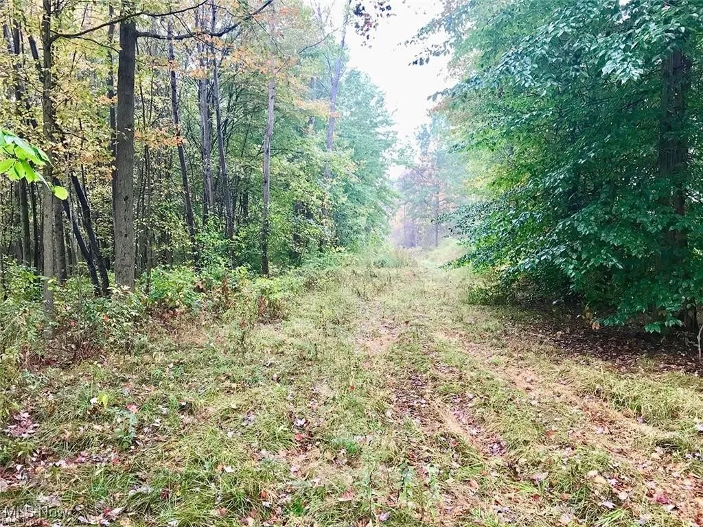 View of local wilderness