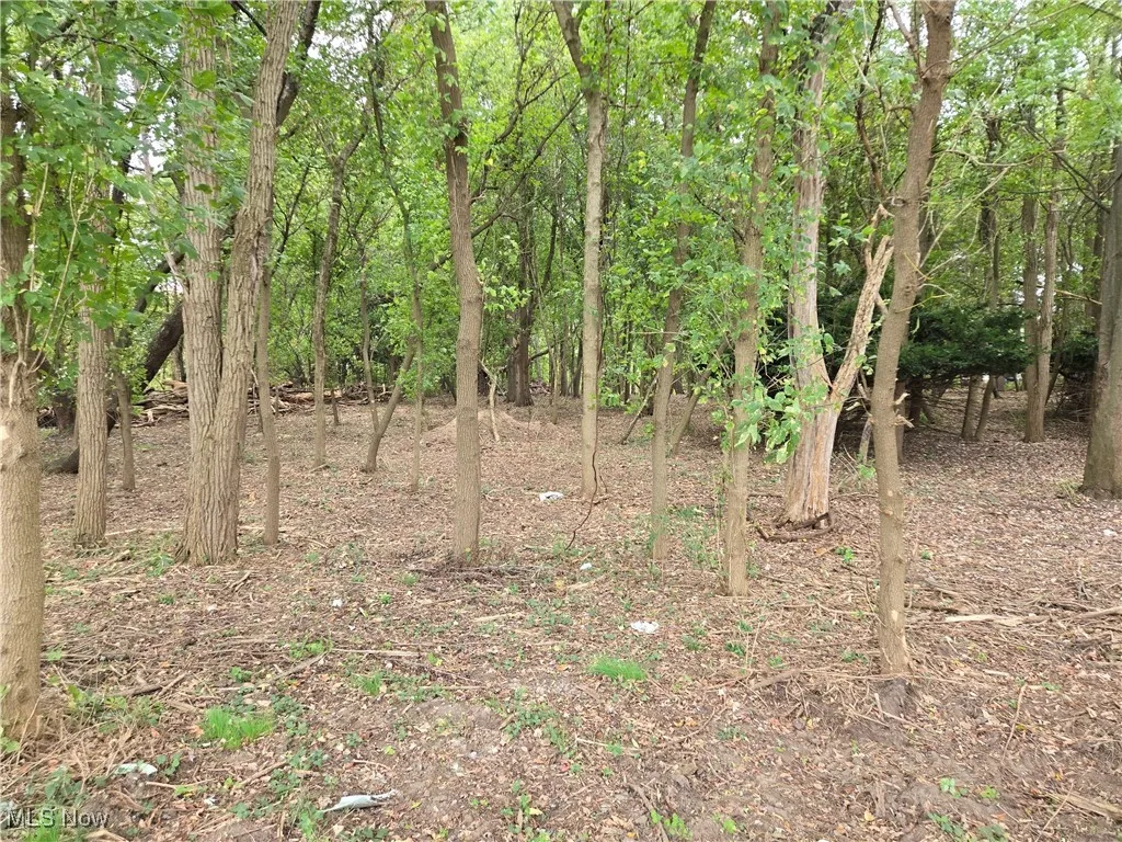 Interior of wooded frontage