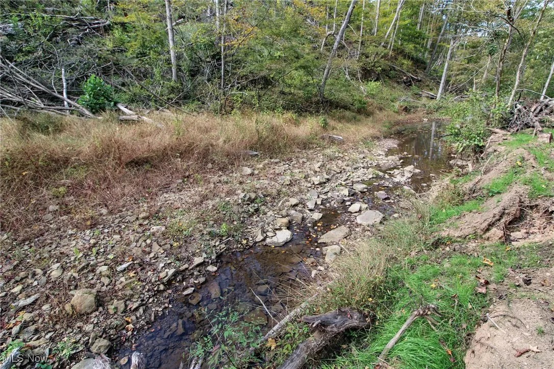 View of local wilderness