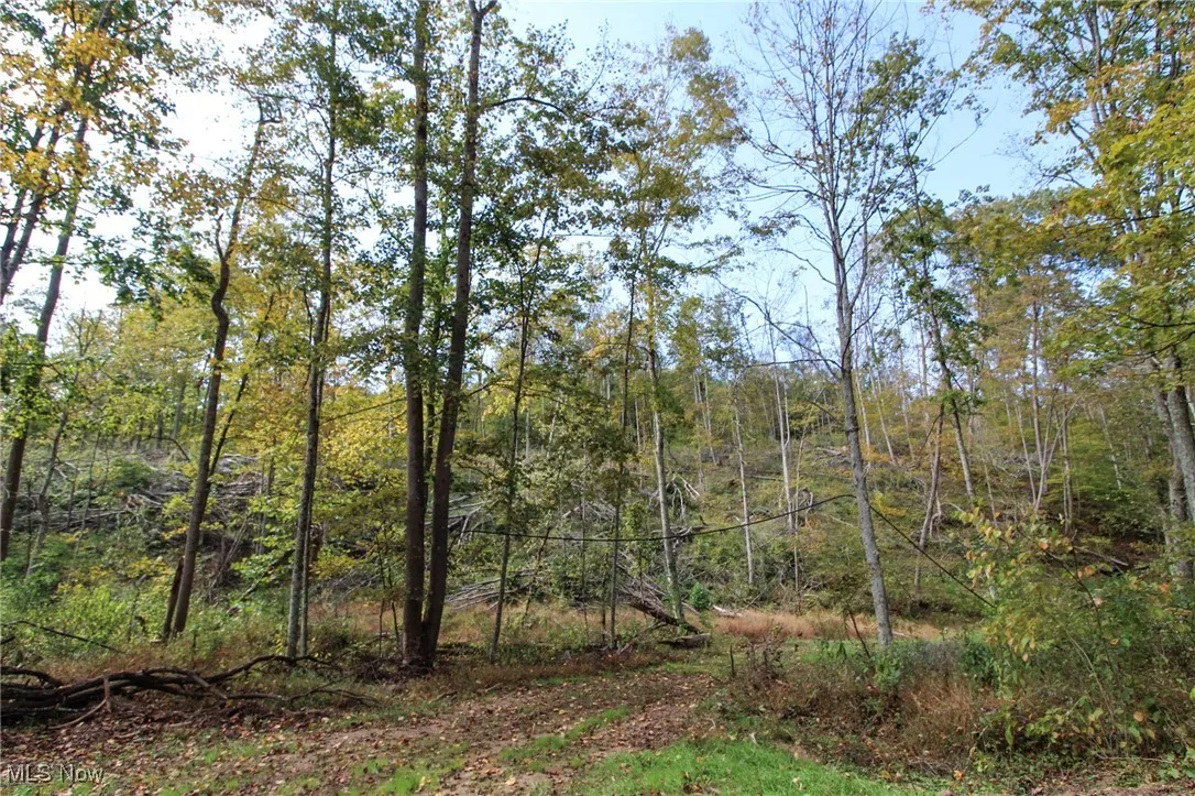 View of local wilderness