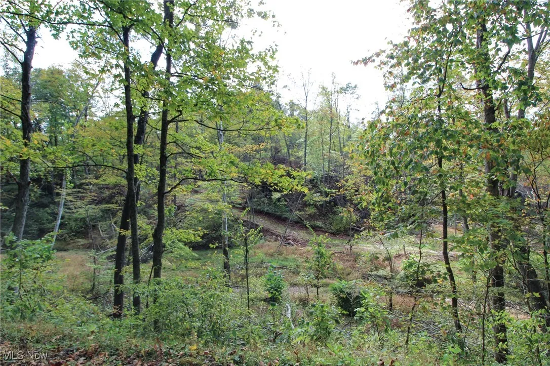 View of local wilderness