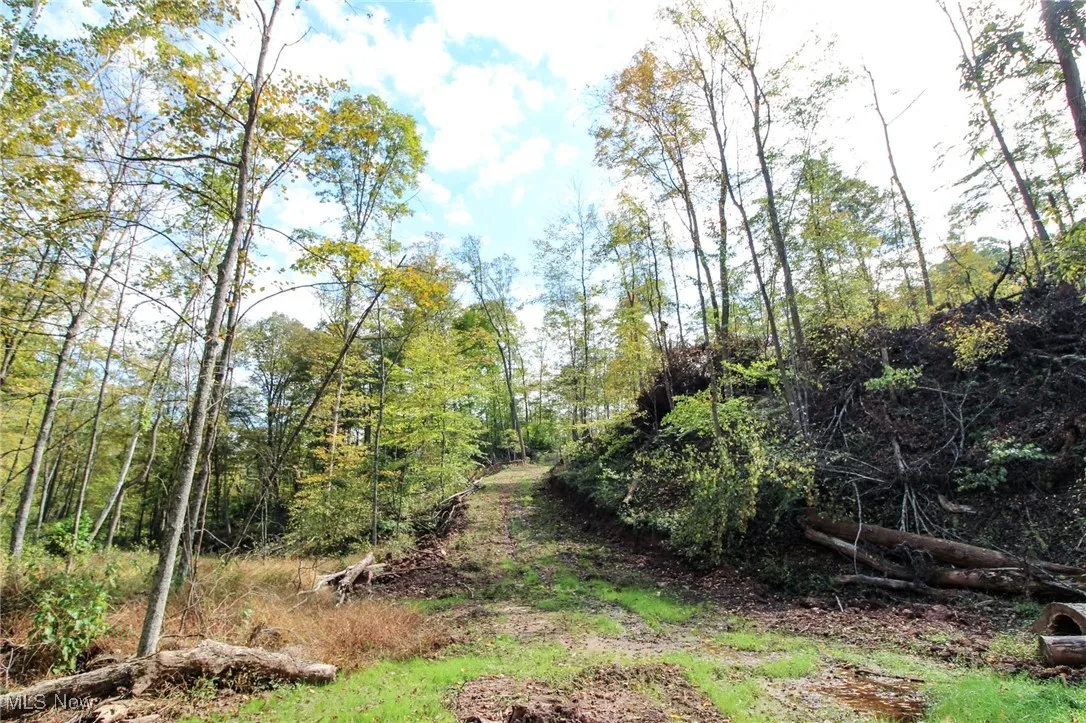 View of local wilderness
