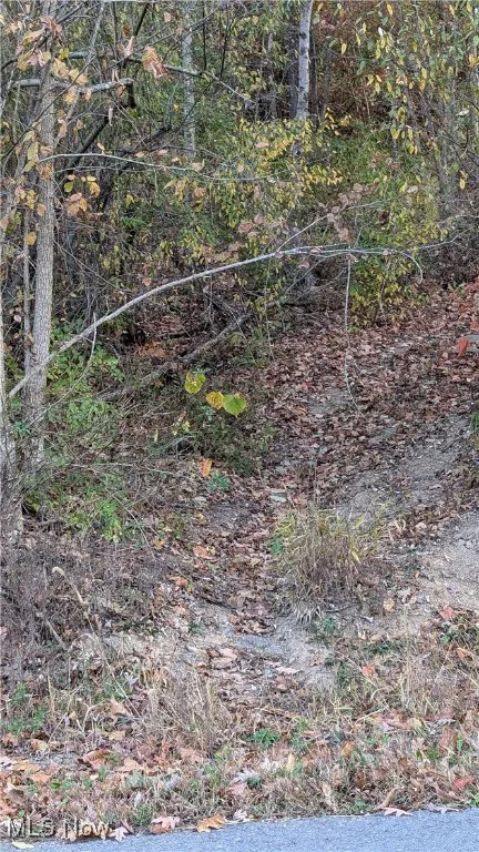 View of local wilderness