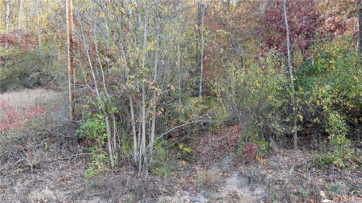 View of local wilderness