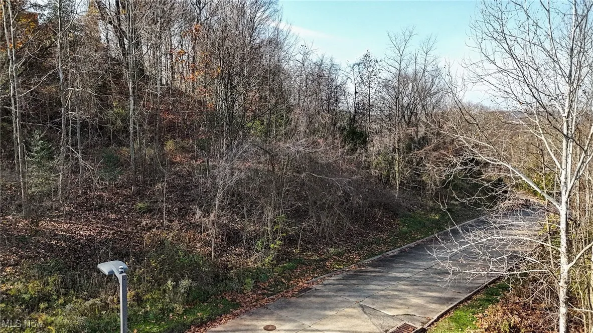 View of local wilderness