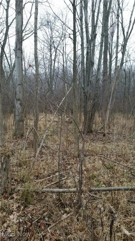 View of local wilderness
