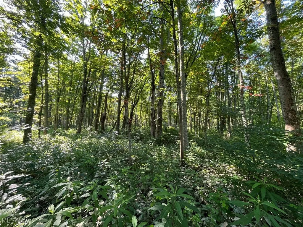 View of wooded area