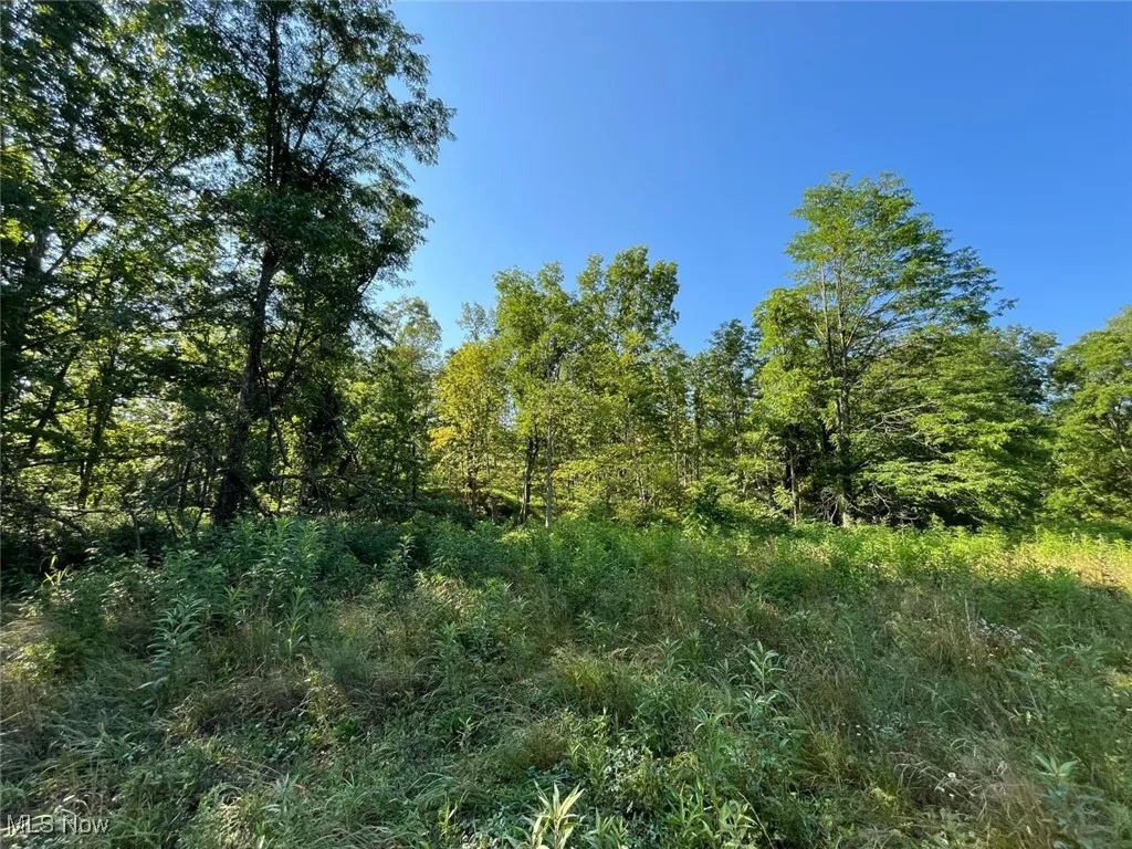 View of tree filled area