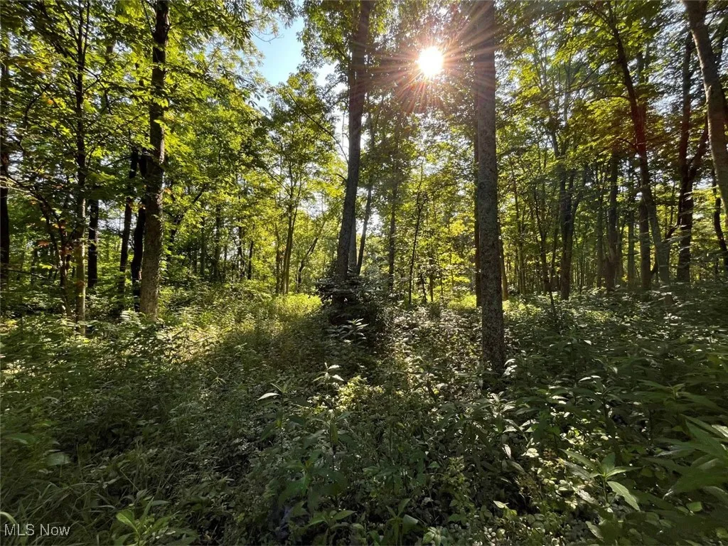 View of wooded area