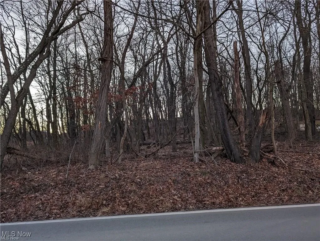 View of local wilderness