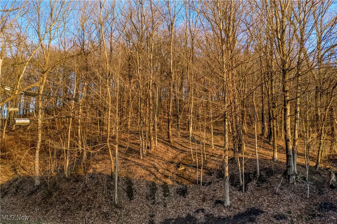 View of local wilderness