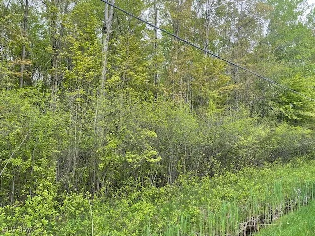 View of woods