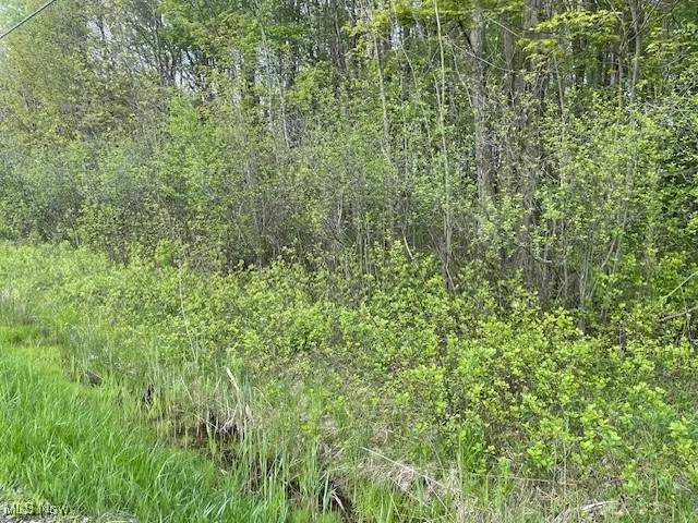 View of woods