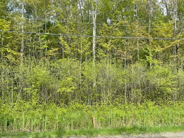 View of tree filled area