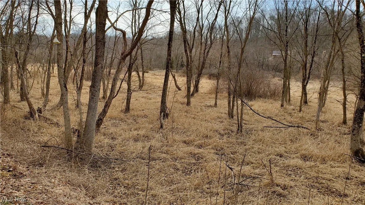 View of local wilderness