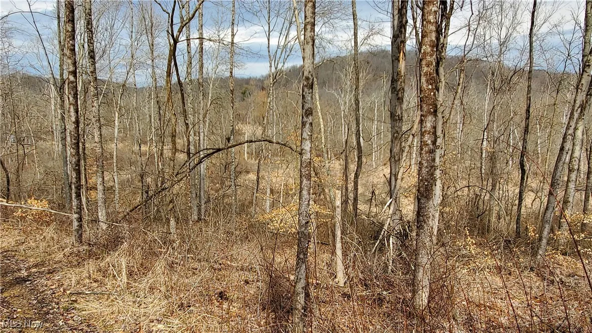 View of local wilderness with a forest view