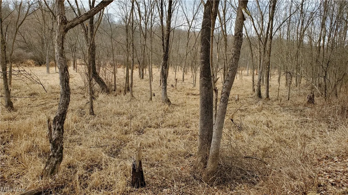 View of local wilderness