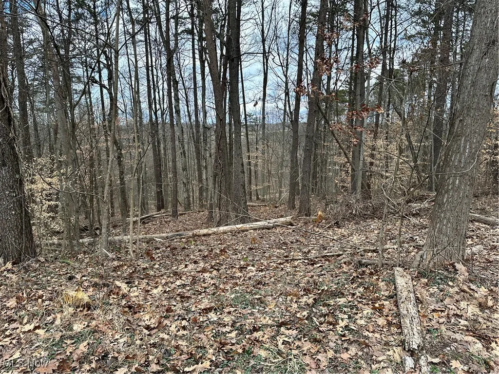 View of nature with a view of trees