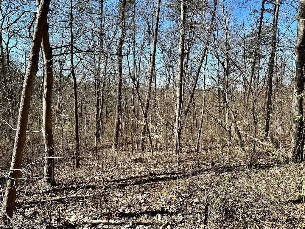 View of local wilderness with a view of trees