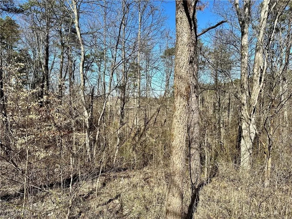 View of local wilderness