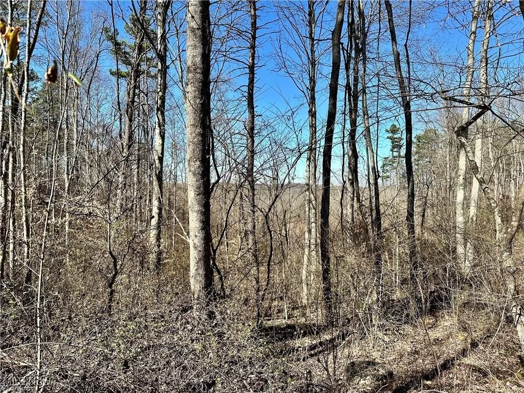 View of local wilderness featuring a view of trees