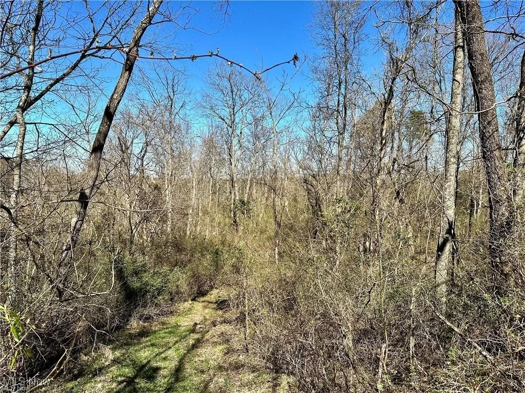 View of woods