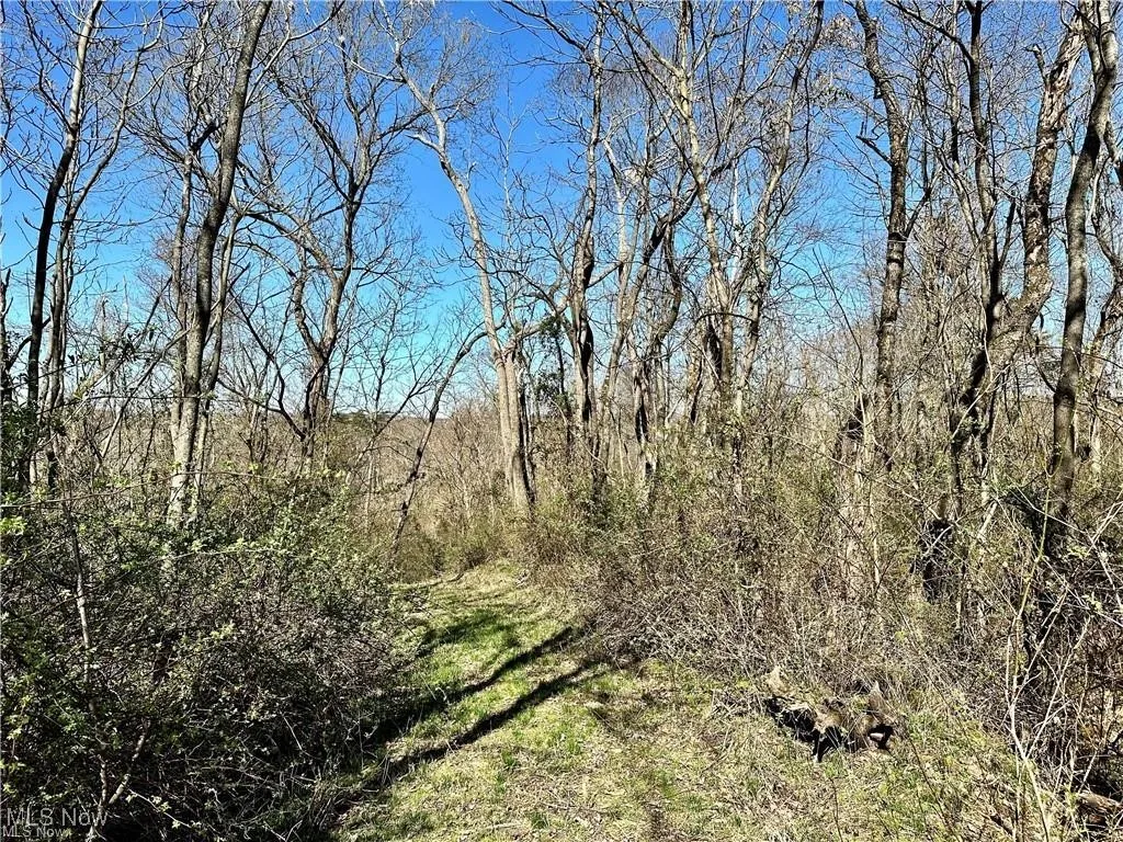 View of woods
