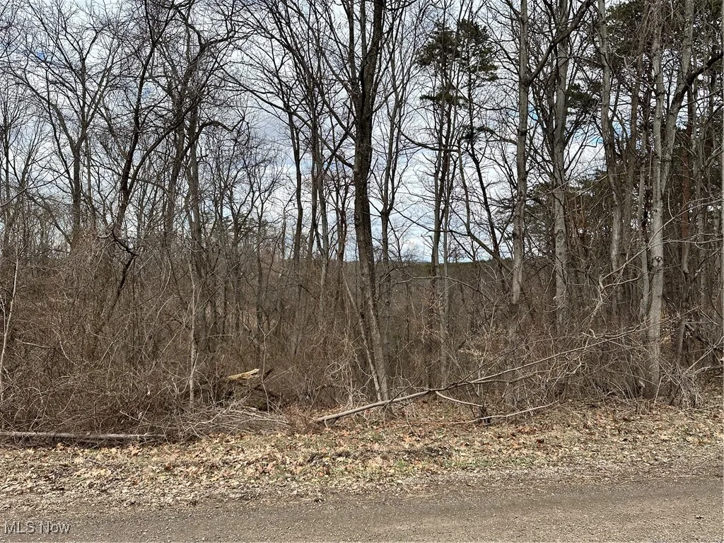 View of local wilderness