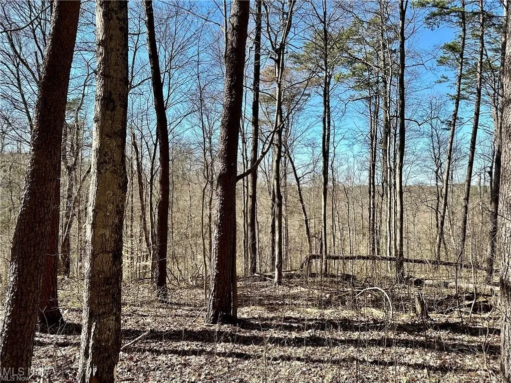 View of nature