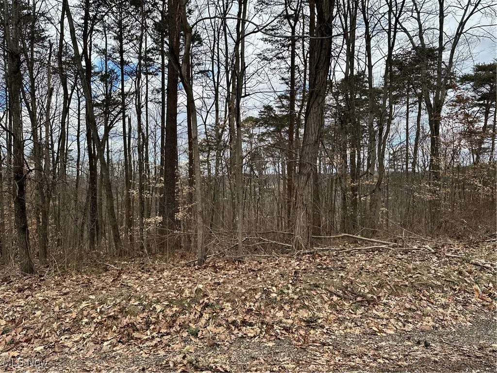 View of local wilderness