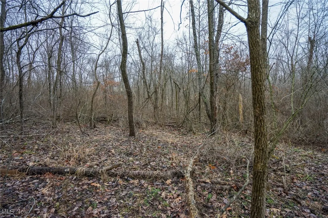 View of nature with a forest view